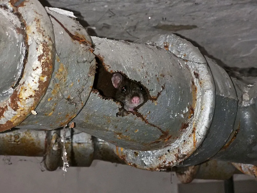 drain cctv rat survey bournemouth poole christchurch